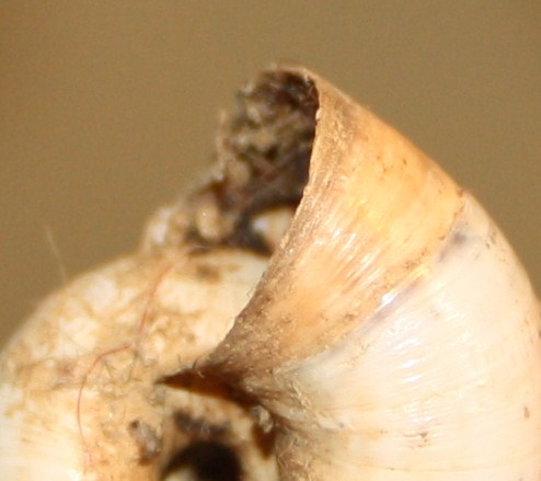 Monacha cartusiana e Cernuella cf. neglecta